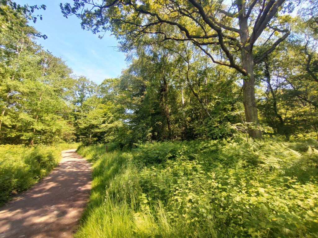 Walk at Bookham Commons